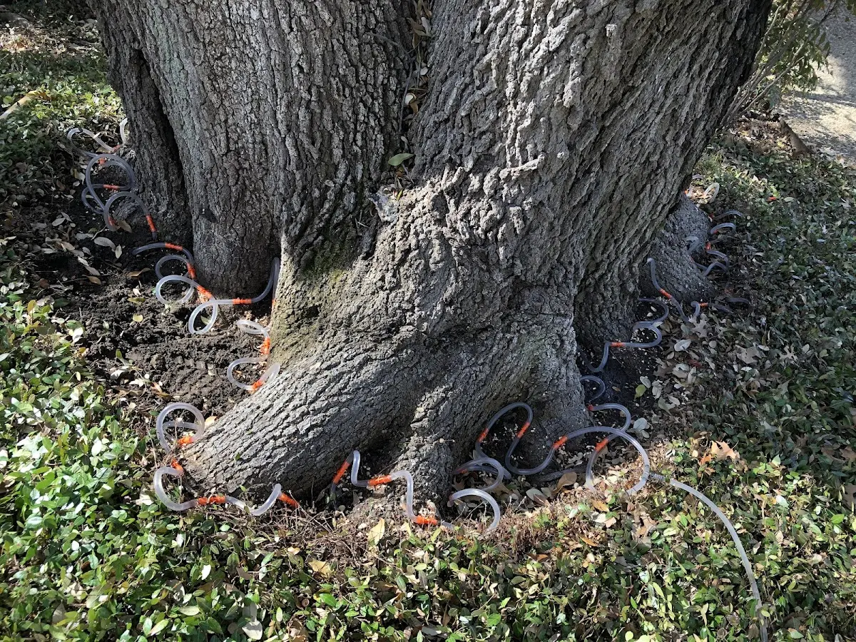 Detailed Tree Cabling and Bracing job site in Brimfield