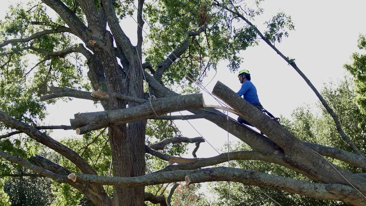 Professional Crown Thinning performed by certified arborists in Brimfield